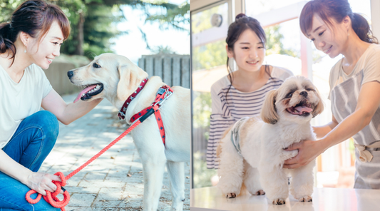 ペットシッタープロフェッショナル&ペットトリミングプロフェッショナル資格取得講座